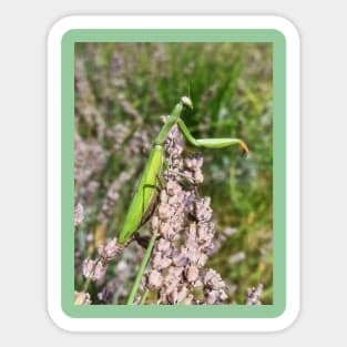praying mantis Sticker
